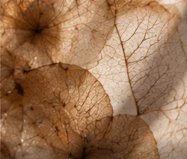 Fotografia artística destacando texturas naturais
