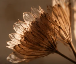 Detalhes de elementos naturais em composição minimalista